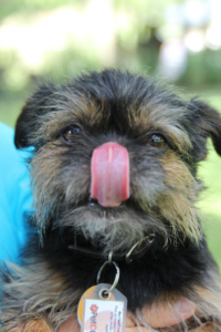 dog licking his nose